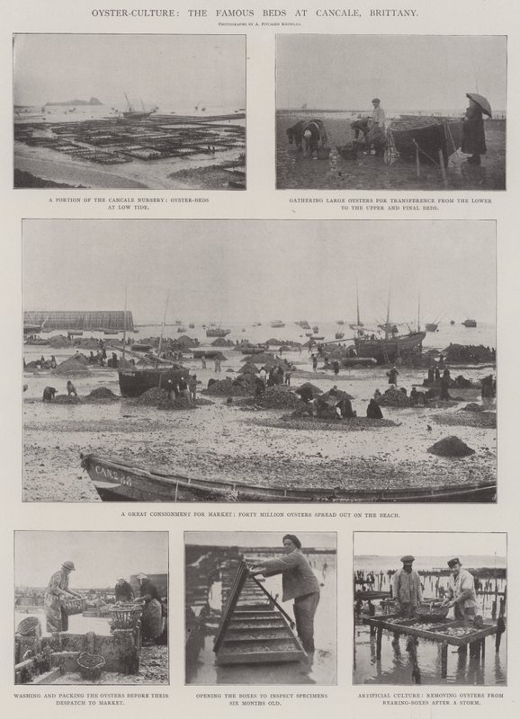 Cultivo de ostras, los famosos lechos en Cancale, Bretaña de English Photographer