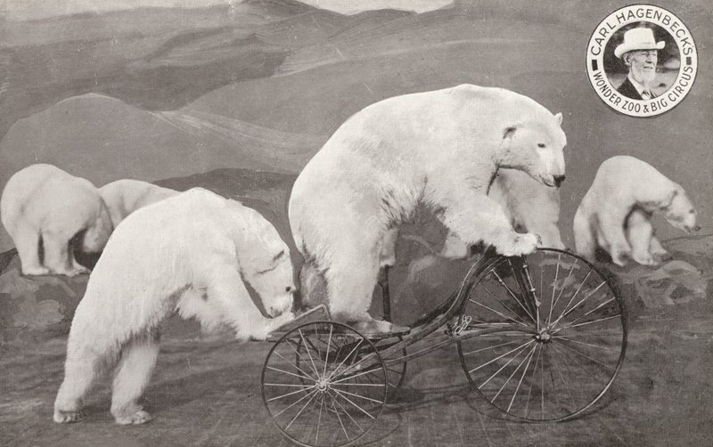 Oso polar montando un triciclo, Wonder Zoo y Gran Circo de Carl Hagenbeck, Olympia, Londres de English Photographer
