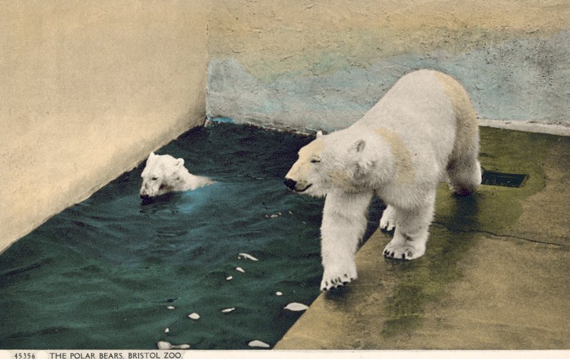 Osos polares, Zoo de Bristol (foto) de English Photographer