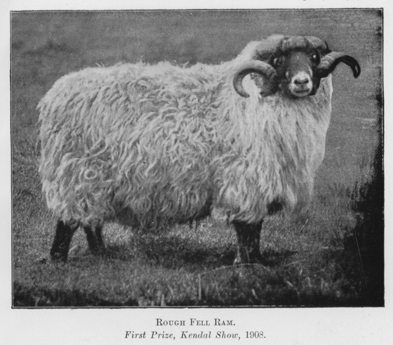 Carnero Rough Fell, primer premio, exposición de Kendal de English Photographer