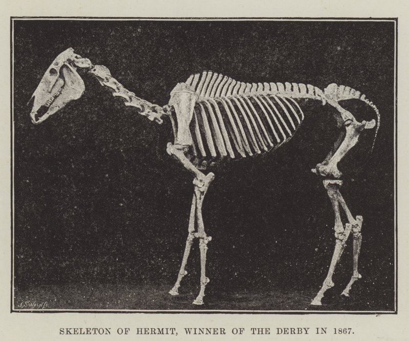 Esqueleto de Hermit, Ganador del Derby en 1867 de English Photographer