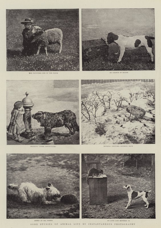 Algunos estudios de la vida animal por fotografía instantánea de English Photographer