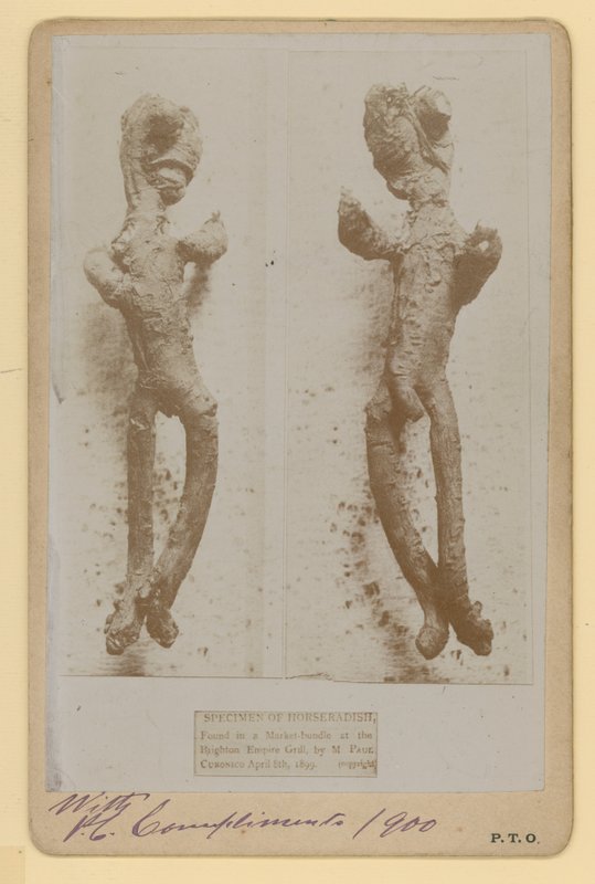 Especimen de rábano picante de English Photographer
