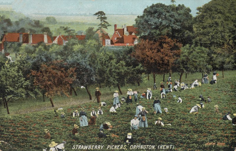Recolectores de fresas en los campos de Orpington, Kent de English Photographer