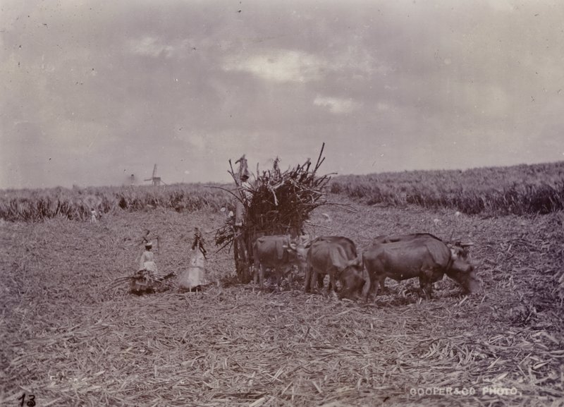 Plantación de azúcar, Barbados, 1880 de English Photographer