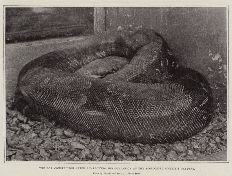 La boa constrictor después de tragarse a su compañero en los jardines de la Sociedad Zoológica de English Photographer