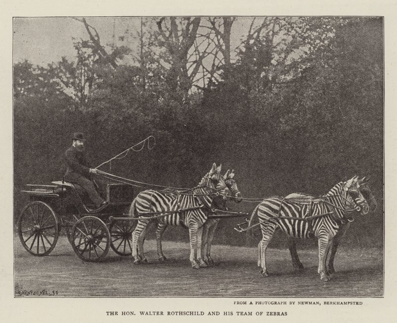 El Honorable Walter Rothschild y su equipo de cebras de English Photographer