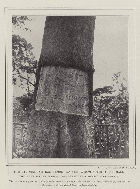 La exposición de Livingstone en el Ayuntamiento de Westminster, el árbol bajo el cual fue enterrado el corazón del explorador de English Photographer