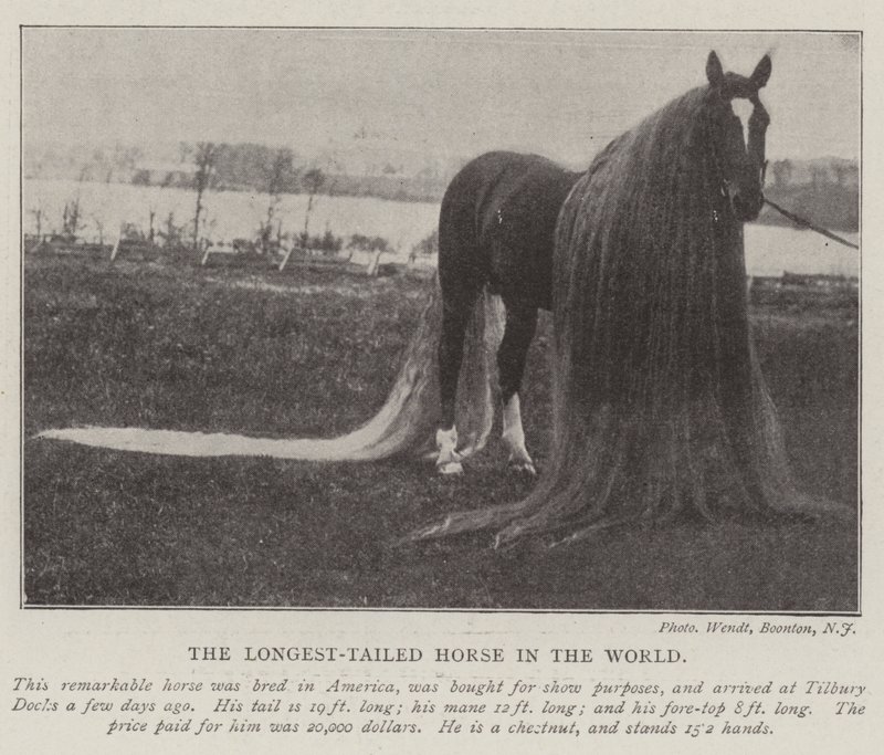 El caballo con la cola más larga del mundo de English Photographer