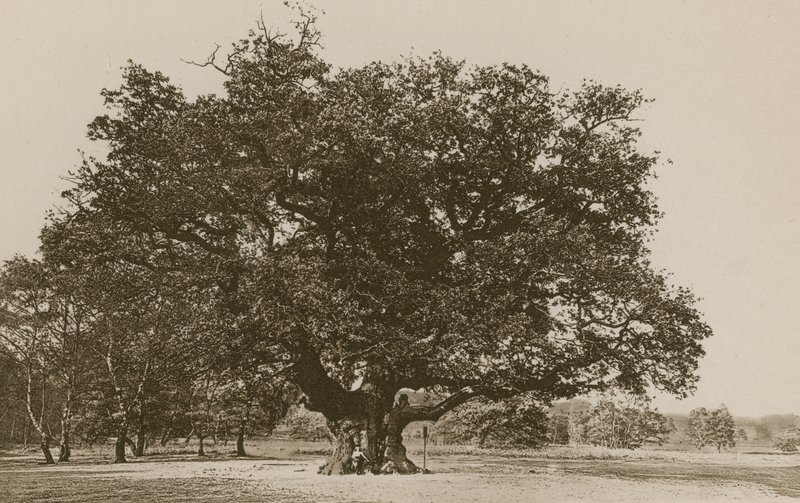 El Roble Mayor, Bosque de Sherwood de English Photographer