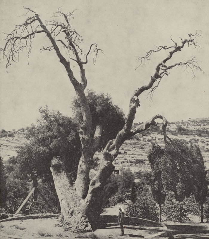 El Roble de Mamre; el Roble de Abraham, donde Abraham levantó su tienda y construyó un altar de English Photographer