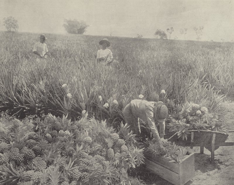 La piña de English Photographer