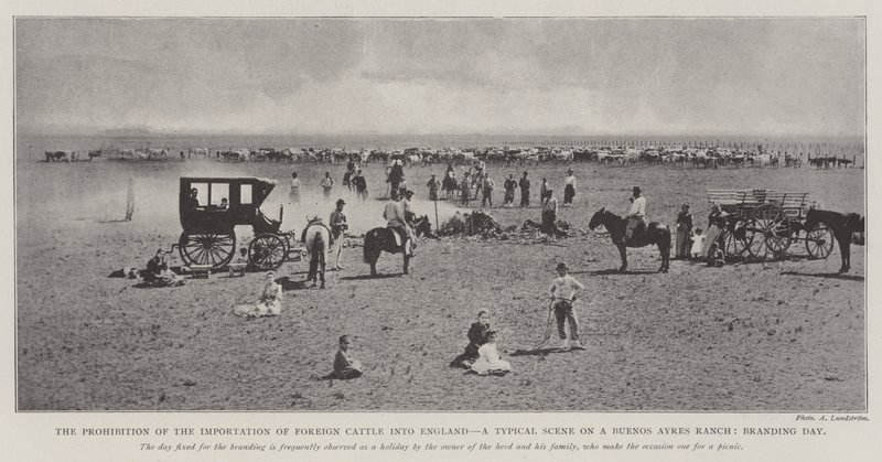 La prohibición de la importación de ganado extranjero en Inglaterra, una escena típica en un rancho de Buenos Aires, día de marcado de English Photographer