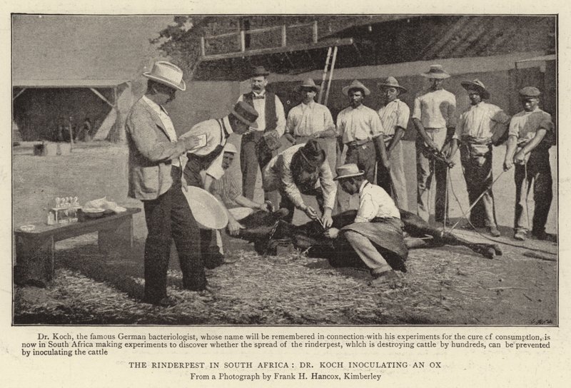 La Peste Bovina en Sudáfrica, el Dr. Koch inoculando un Buey de English Photographer