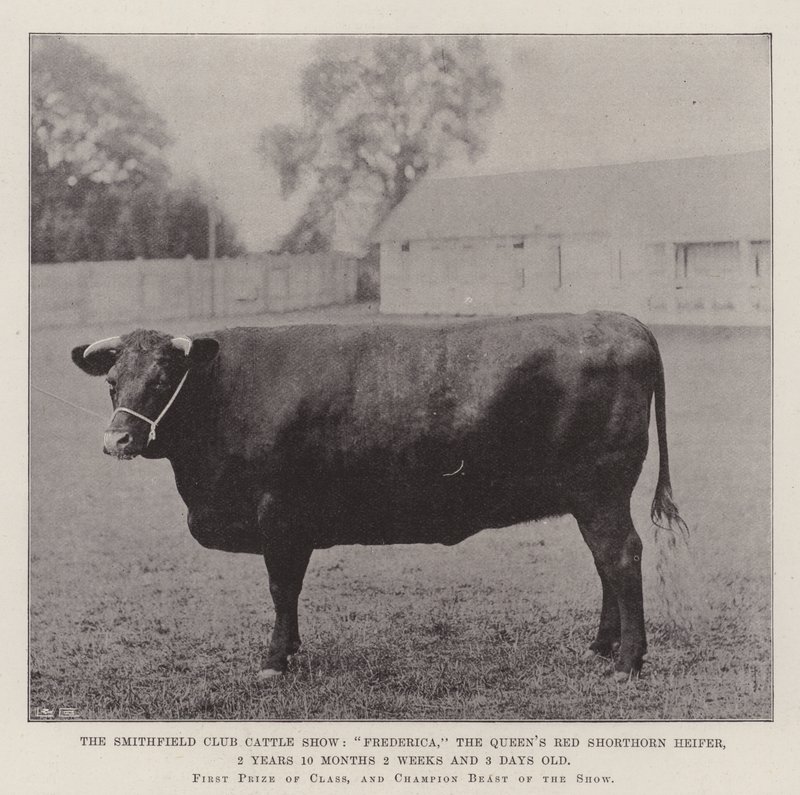 Exposición de ganado del Club Smithfield, Frederica, la novilla roja de Shorthorn de la Reina, 2 años 10 meses 2 semanas y 3 días de edad de English Photographer