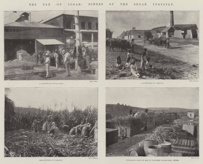 El impuesto sobre el azúcar, escenas de la industria azucarera de English Photographer