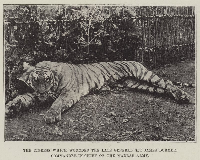 La tigresa que hirió al difunto general Sir James Dormer, comandante en jefe del ejército de Madrás de English Photographer