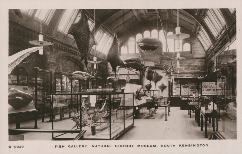 Museo Victoria y Alberto, South Kensington, Londres, galería de peces de English Photographer