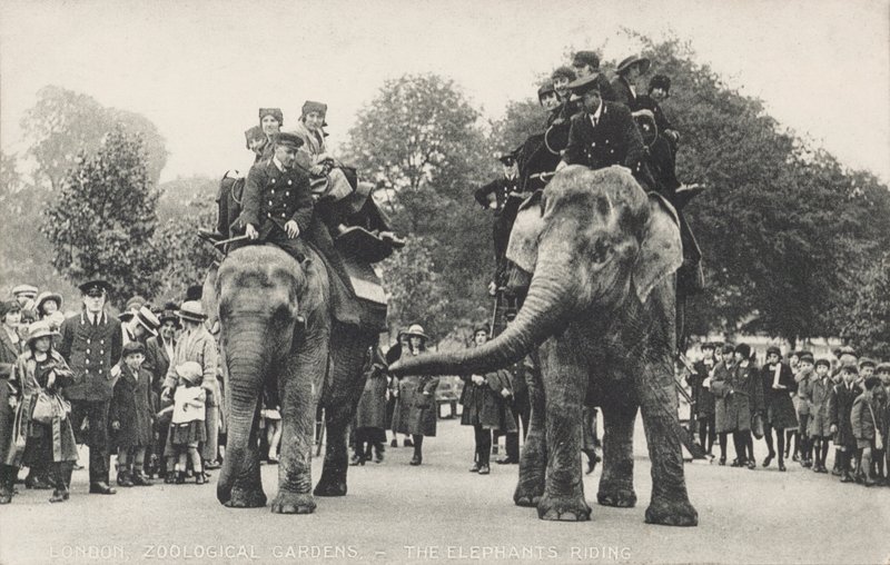 Los elefantes del Zoológico de Londres en Regent