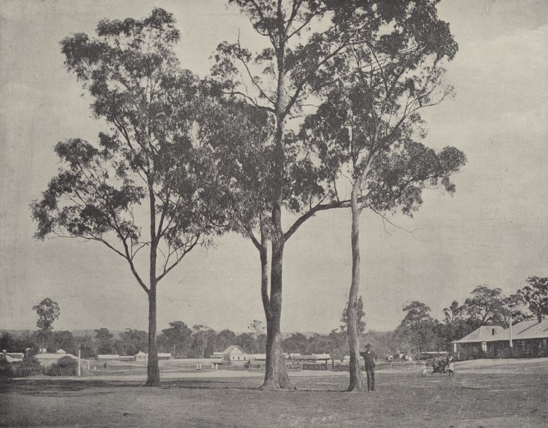 Toongabbie de English Photographer