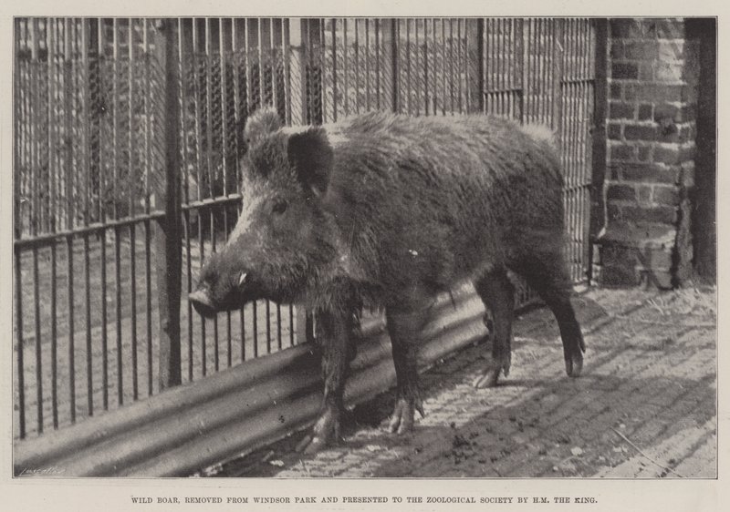 Jabalí, removido del Parque Windsor y presentado a la Sociedad Zoológica por SM el Rey de English Photographer