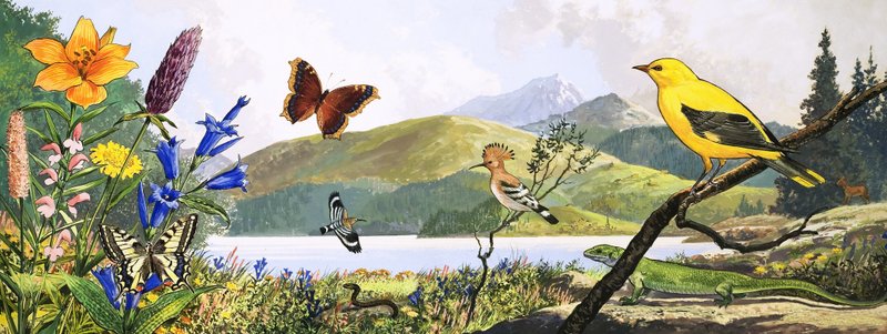 Fauna de Europa Central, ilustración de "Nature