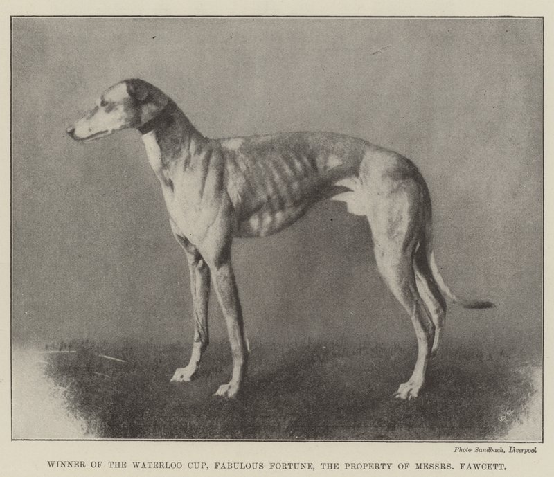 Ganador de la Copa Waterloo, Fortuna Fabulosa, Propiedad de los Sres. Fawcett de English Photographer