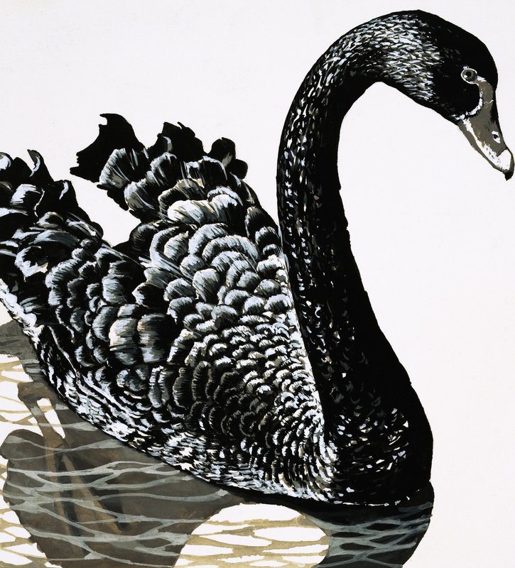 Un cisne negro de English School