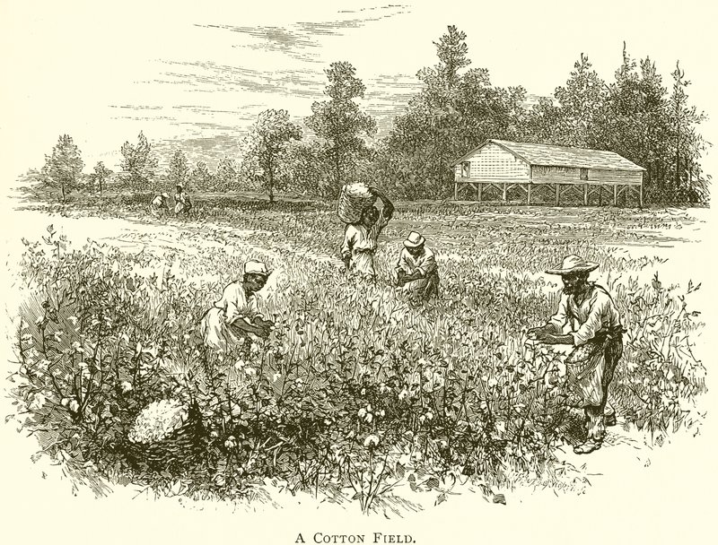 Un campo de algodón de English School