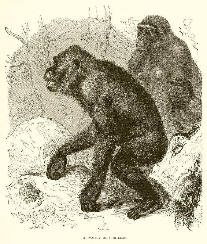 Una Familia de Gorilas de English School