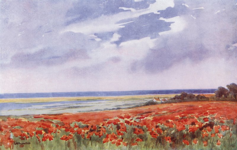 Un campo de amapolas (litografía en color) de English School