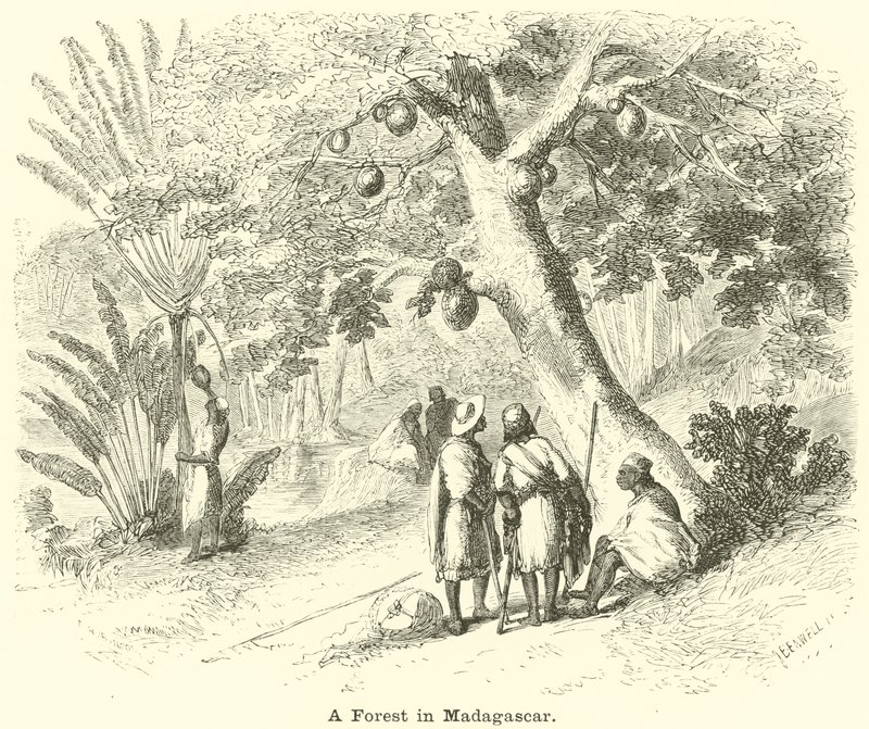 Un bosque en Madagascar de English School