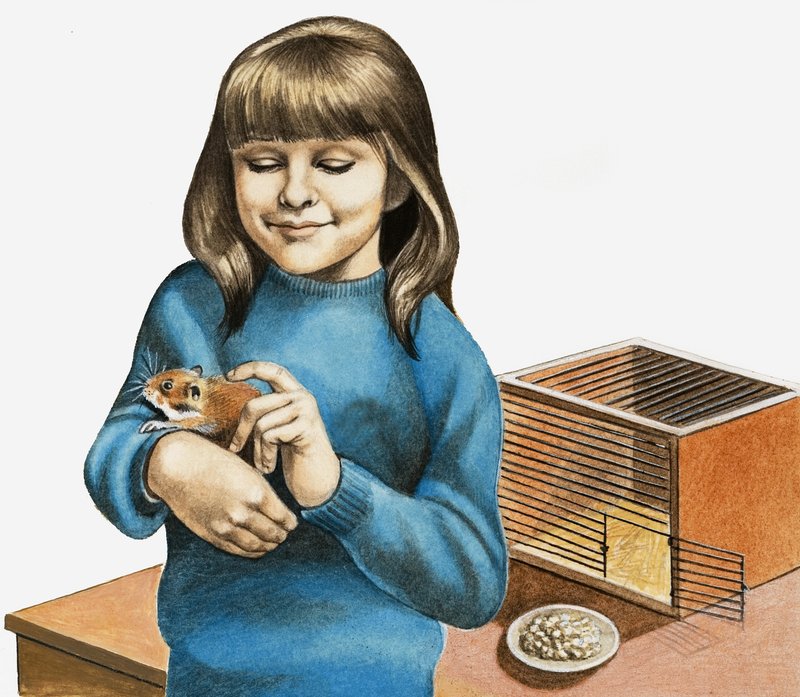 Una Niña y su Hámster de English School