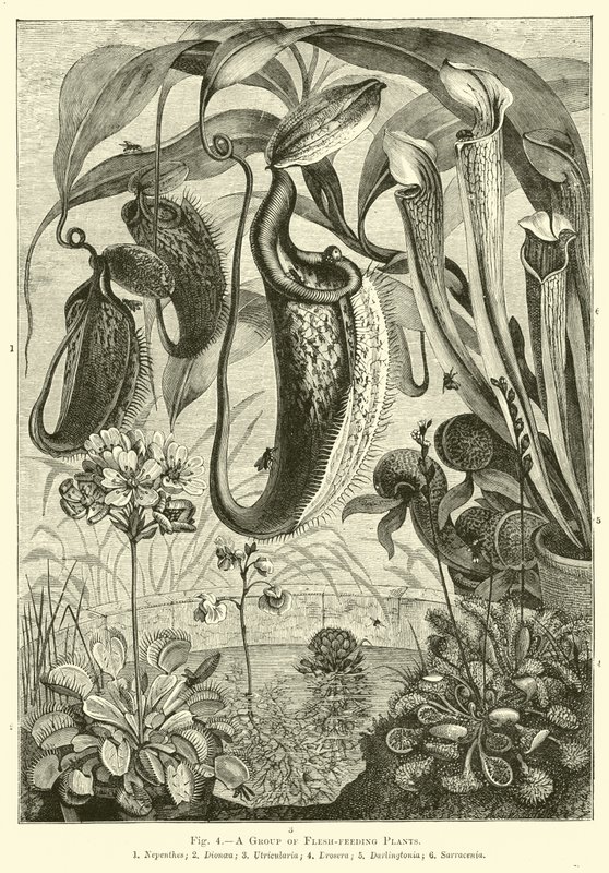 Un grupo de plantas carnívoras de English School