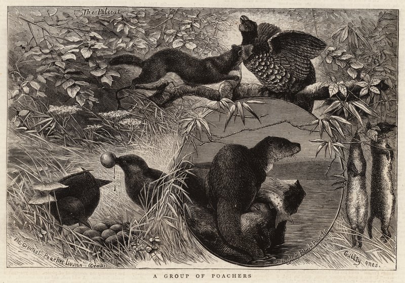 Grupo de cazadores furtivos (grabado) de English School