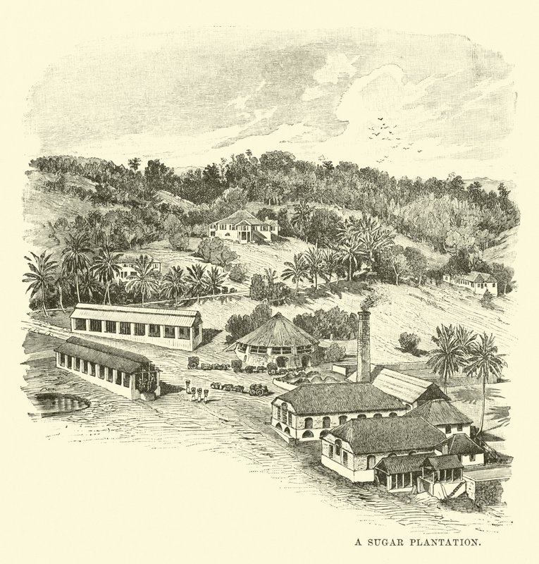 Una plantación de azúcar de English School