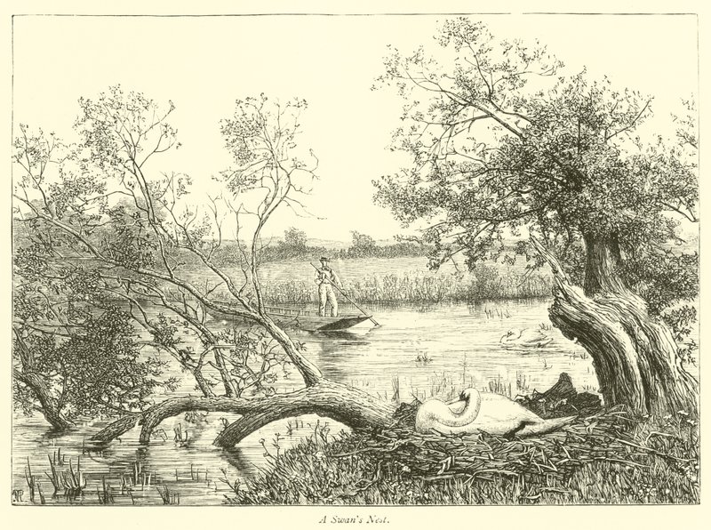 Nido de cisnes de English School