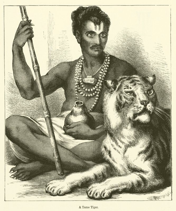 Un tigre domesticado de English School