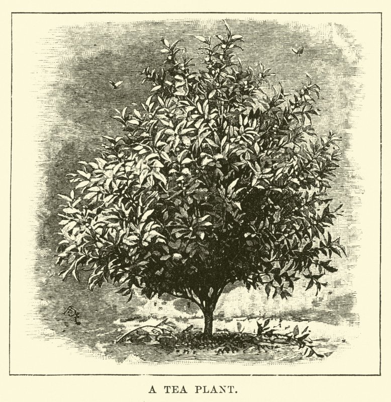 Una planta de té de English School