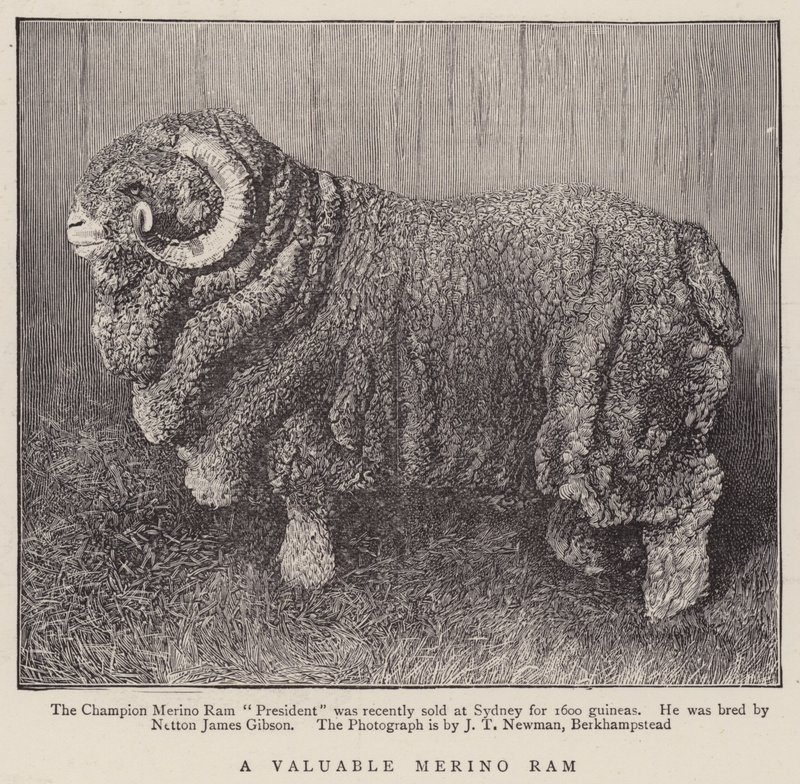 Un Valioso Carnero Merino (grabado) de English School
