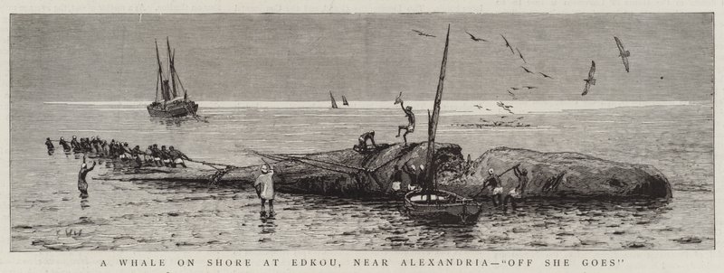 Una ballena en la costa de Edkou, cerca de Alejandría, "Allá va" de English School