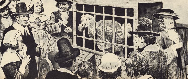 Un dodo expuesto en la Inglaterra del siglo XVII (lito) de English School