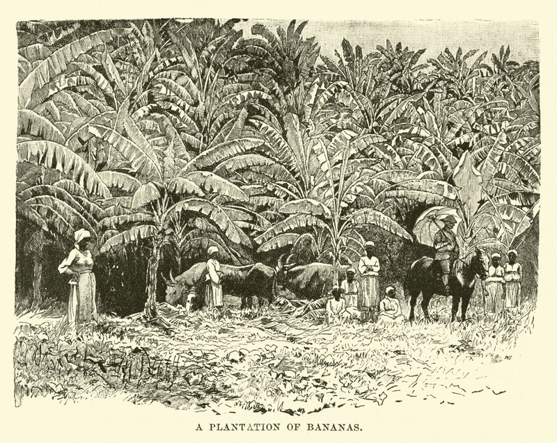Una plantación de plátanos de English School