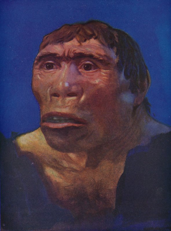 Una reconstrucción del Hombre de Java de English School