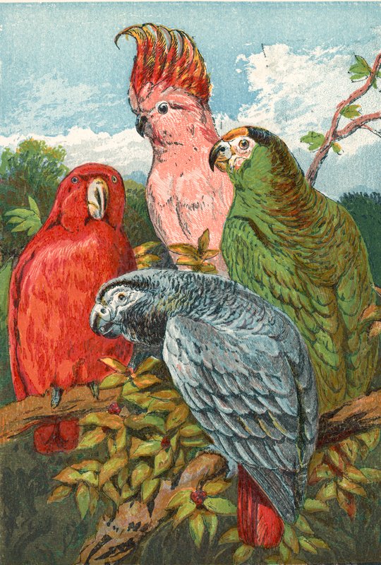 Un loro rojo, gris y verde, y una cacatúa de English School