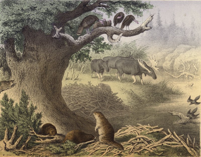 Una escena en el norte de Canadá, el mapache, el castor, pavos salvajes, el alce, la paloma migratoria de English School