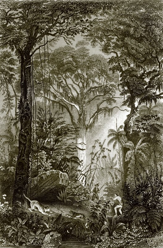 Una escena en el bosque brasileño de English School