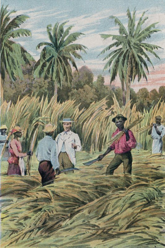 Una plantación de azúcar de English School
