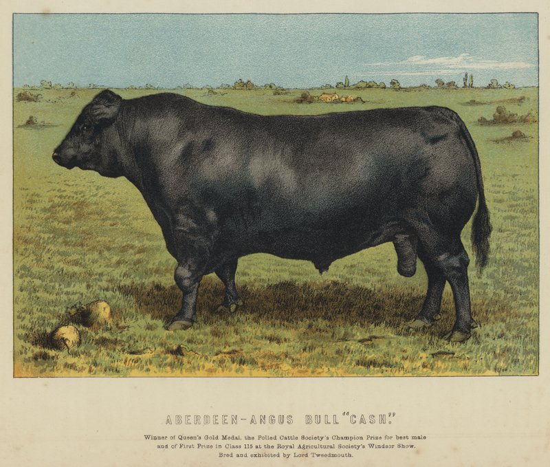 Toro Aberdeen-Angus "Cash" (litografía en color) de English School