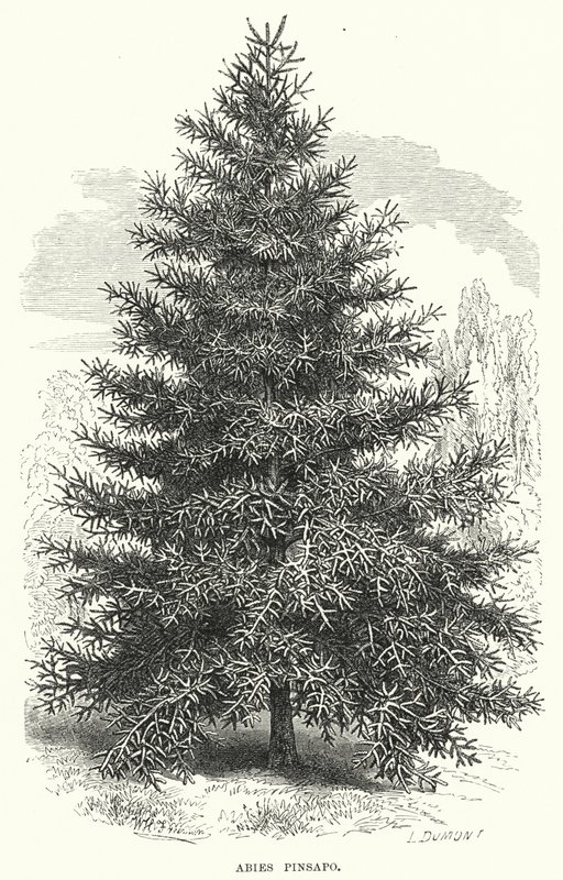 Abies Pinsapo (grabado) de English School